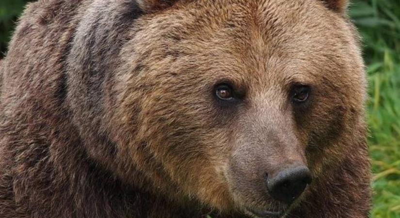 Olasz állatvédők Romániába költöztetnék a turistára támadó medvét