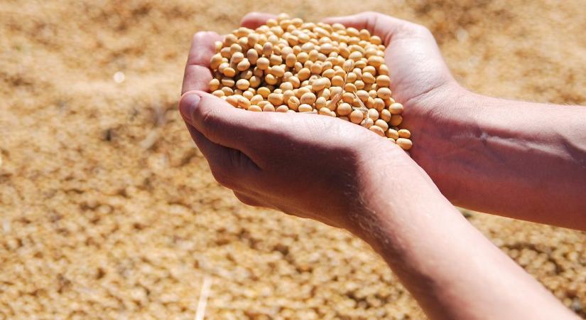 Kilőtt a kukorica és a szójabab ára a melegebb idő miatt