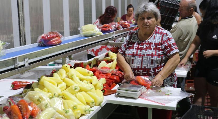 Keceli paprika megy a német piacra és jó ára van a szilvának, meggynek is