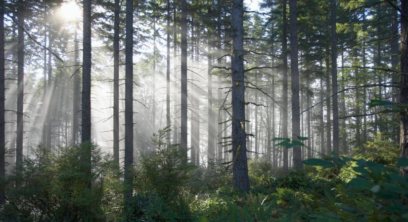 Ijesztő jóslat érkezett: rengeteg erdő szenvedhet óriási károkat 2027-ig