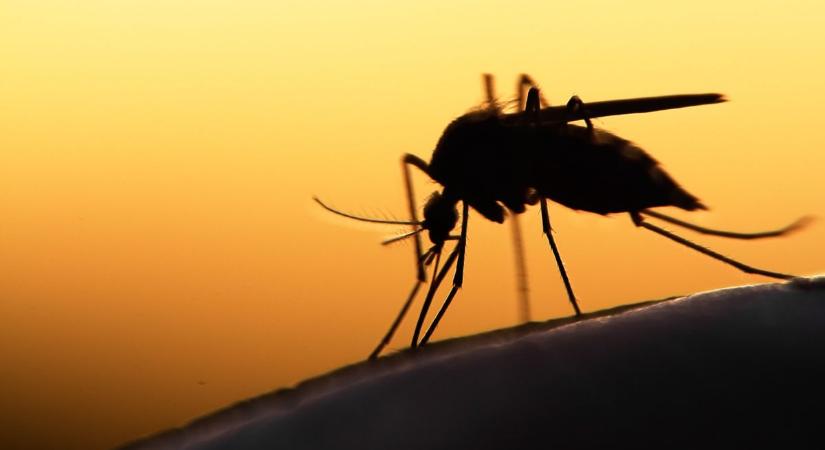 Baranya több településén is folytatódik a szúnyoggyérítés