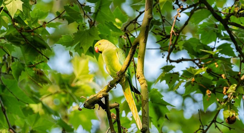 Szabadon él Romániában a papagáj – erdélyi megyékben is megfigyelték