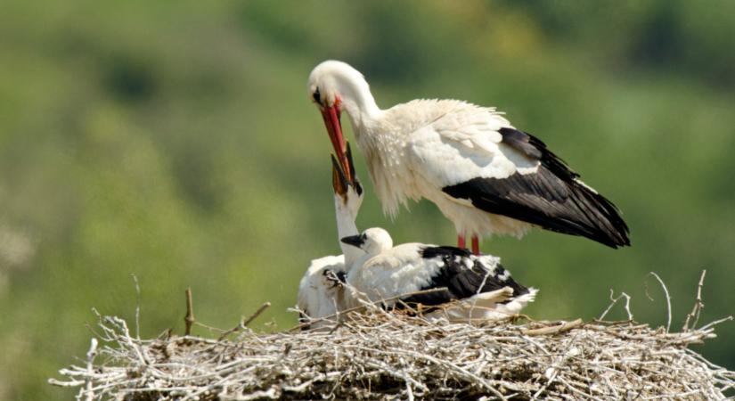 Elképesztő, ami a gólyákkal történt: ilyen még nem volt Magyarországon