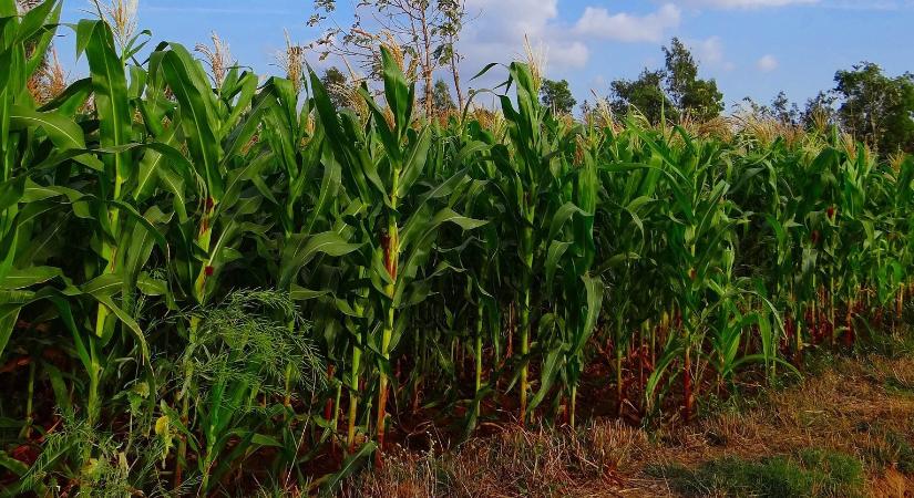 Oda az ukrán kukorica harmada, Romániában is nagy a kár, ez felhajthatja az árakat