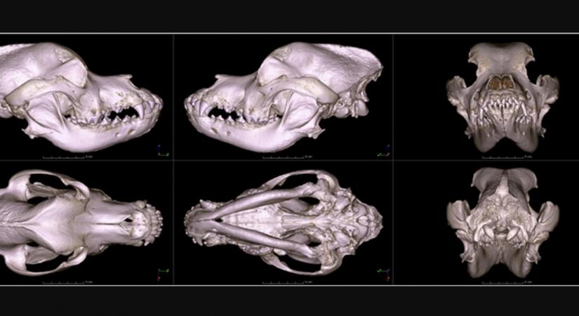 A világon egyedülálló digitális koponya-gyűjteményt hozott létre az ELTE Biológiai Intézete