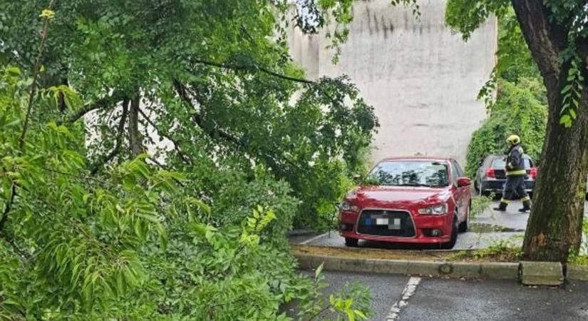 Parkoló autóra zuhant egy jókora faág Szombathelyen