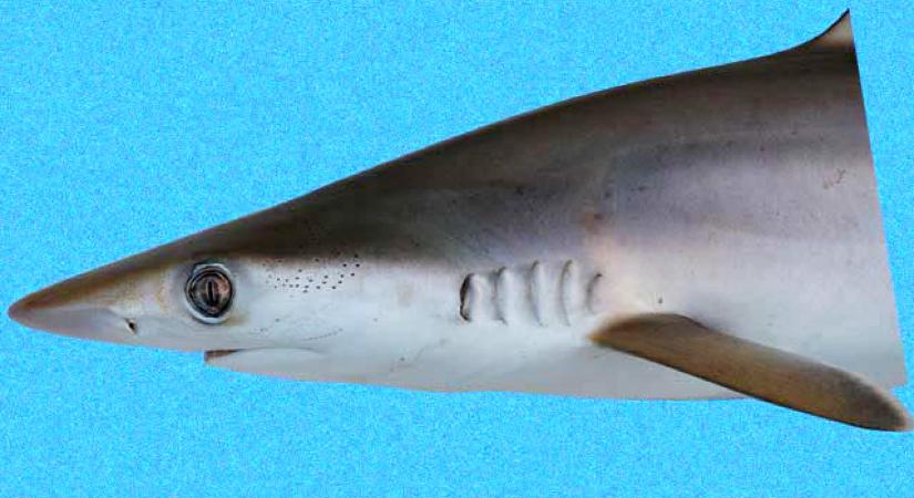 Pozitív lett a kokaintesztje a cápáknak a brazil partoknál