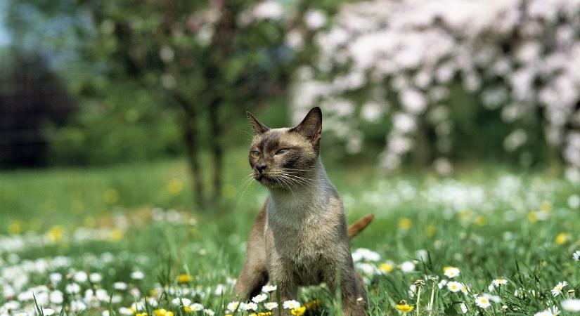 6 érdekesség a burma macskáról: ezért hívják selyembe csomagolt téglának
