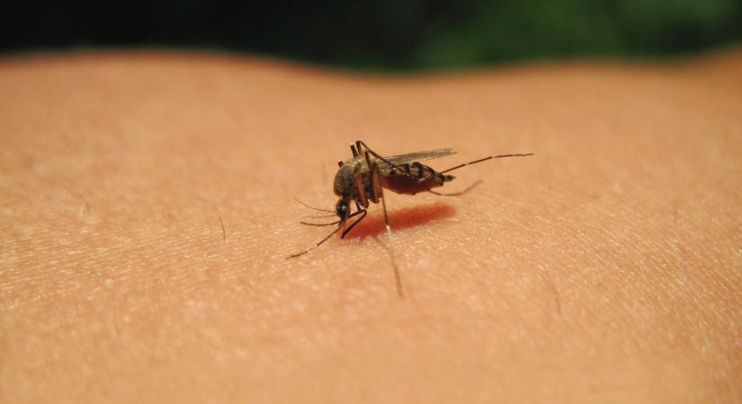 Folytatódik a szúnyoggyérítés Győrben