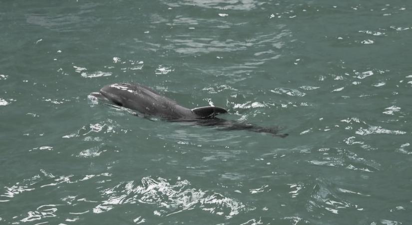 Elpusztult Baby, a fogságban született delfin