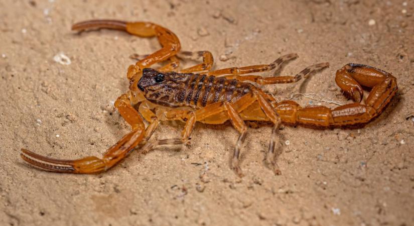 Hatalmas utat tett meg egy dobozban a veszélyes skorpió