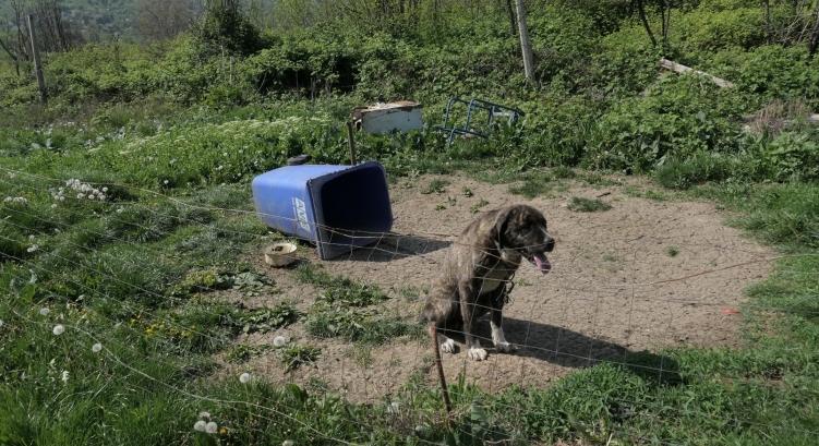 Szívszaggató, amit egy miskolci állatkínzó a kutyáival tett - fotó