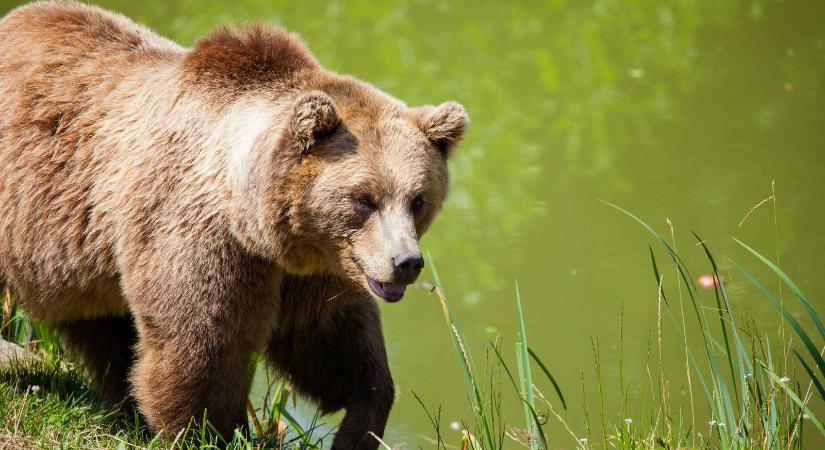 Iohannis kihirdette a medvekilövési törvényt