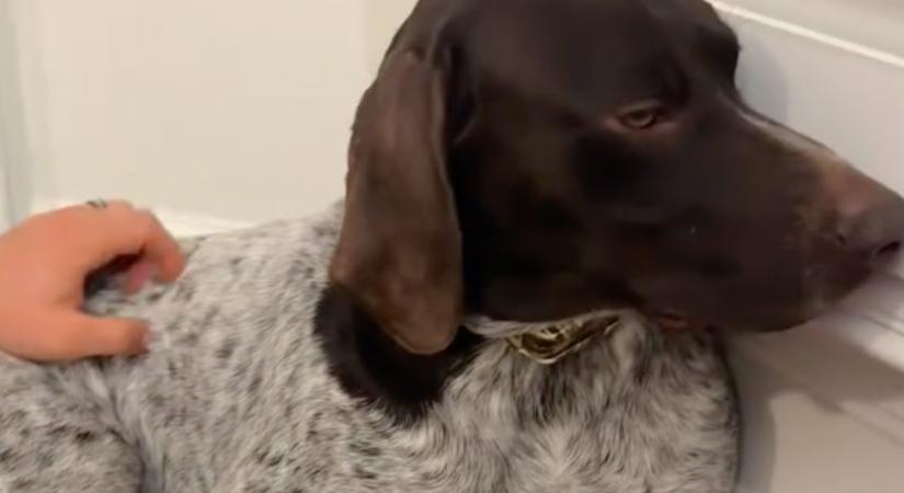 Belevágott a kutya karmába a gazdi: a reakcióján tízmilliók nevetnek - Videó