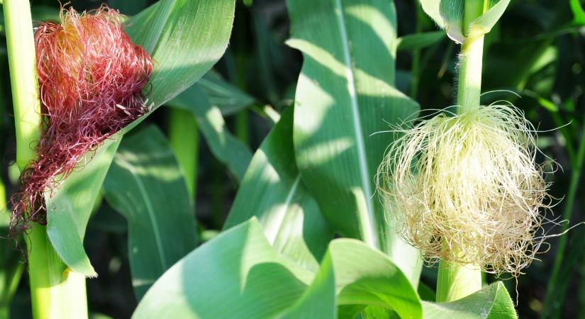A kukoricánál termékenyülési problémákat okozhat a légköri aszály – Szántóföldi növényvédelmi előrejelzés