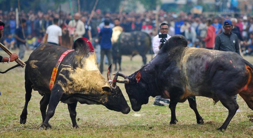 „Az állatok megölése nem képezheti a kultúra részét” - Kolumbia betiltja a bikaviadalokat