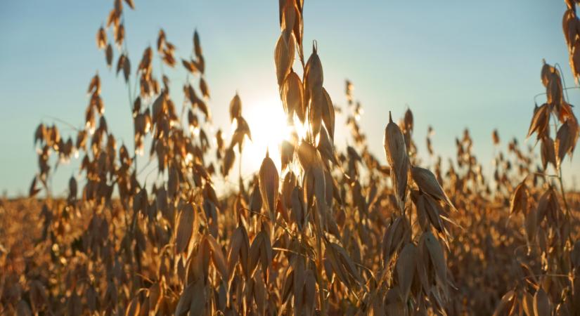 Új mentes gabonafélék jöhetnek Magyarországon? Nagy dobásra készülnek
