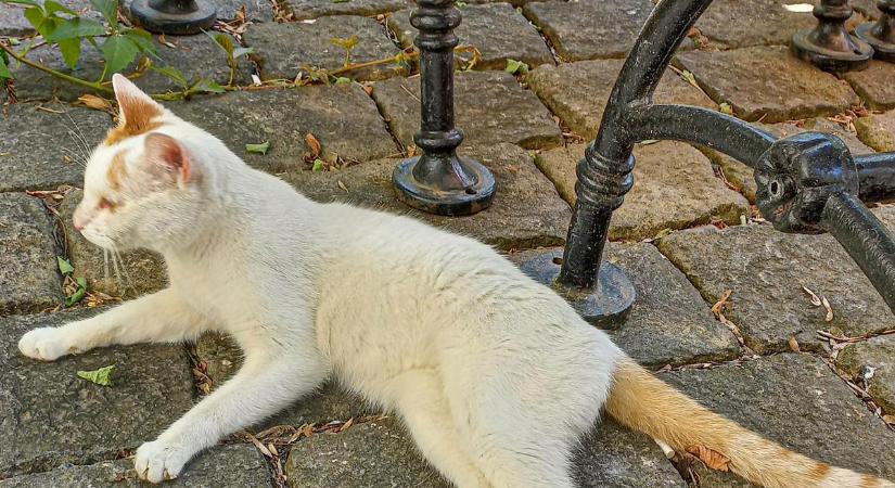 Rendelet született a Városházán talált kóbor macska miatt: egy egész főosztály gondozza a cicát
