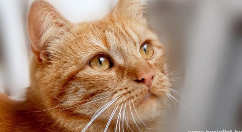 5 leggyakoribb alomtálca-probléma cicáknál