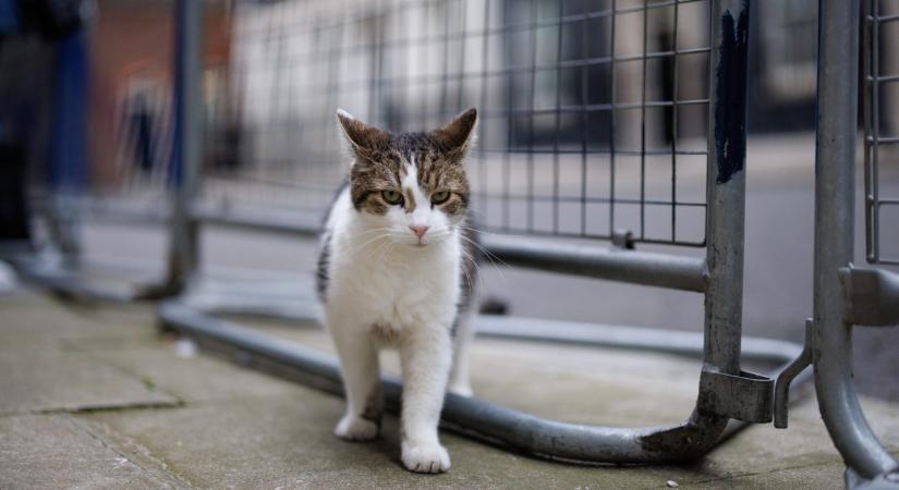 Larry, a brit kormányfői rezidencia macskája