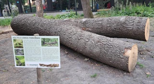 HOLTFA – Új elem a városi parkban