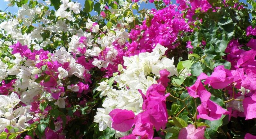 Napimádó virágok, kánikulában is pompázó dísznövények