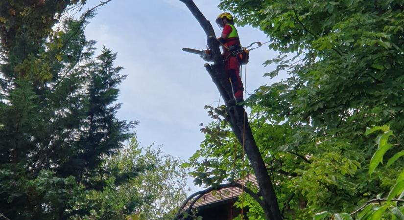 Komoly veszélyforrást jelentenek viharban a fák. Mit tehetünk? Kramarics Dávid okleveles faápoló cikke