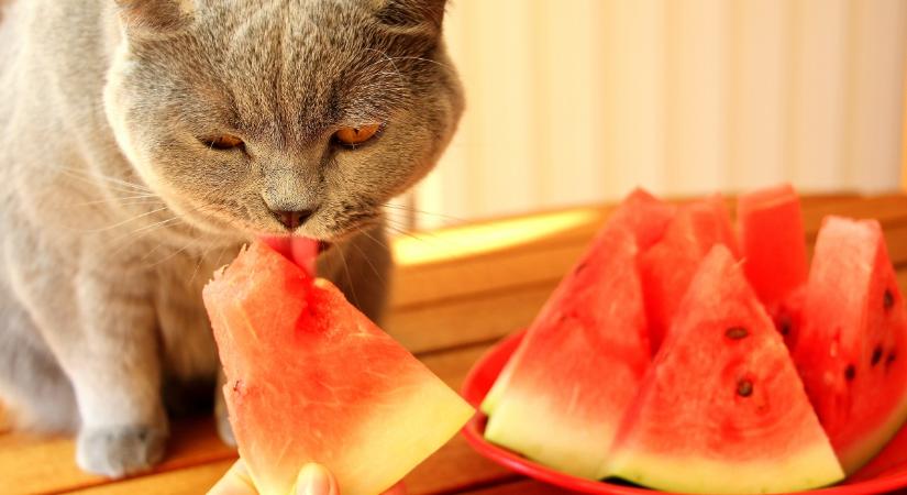 A görögdinnye a macska számára is jó nyári nassolnivaló?
