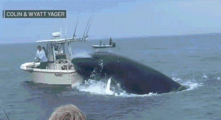 Drámai videón, ahogy egy bálna felborítt egy hajót New Hampshire-nél