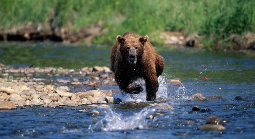 Hatalmas medvepara van a szomszédban: rengeteg állatot ki kellett lőni, nagy veszélyt jelentettek