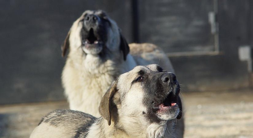 Petícióval fordult a belügyminisztériumhoz Hargita Megye Tanácsa a kóbor kutyák ügyében