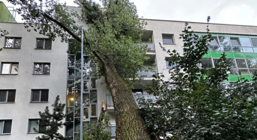 Óriási fa dőlt a lakóházra, károkat okozott