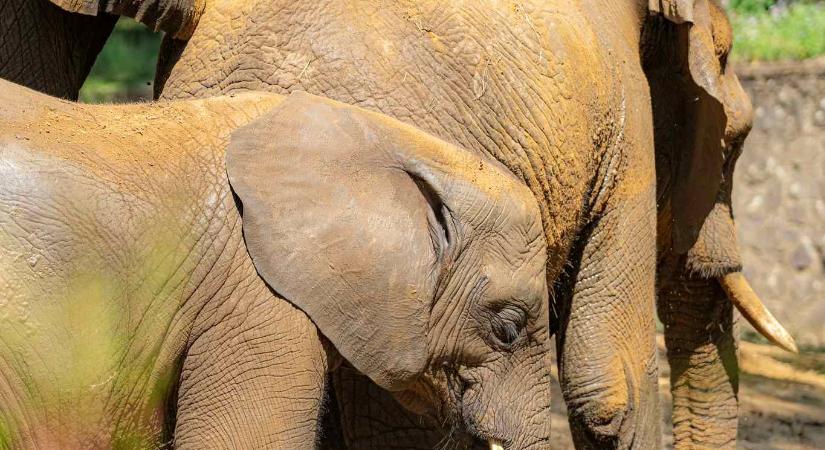 4 tonnás vőlegény érkezett a Nyíregyházi Állatpark afrikai elefánt teheneihez