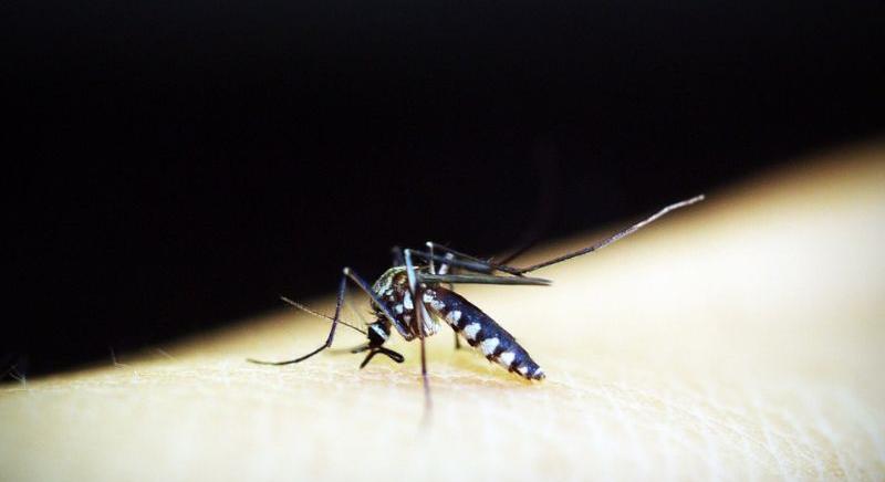 Ezek a dengue-láz mentális tünetei – Alvászavar és depresszió is előjöhet