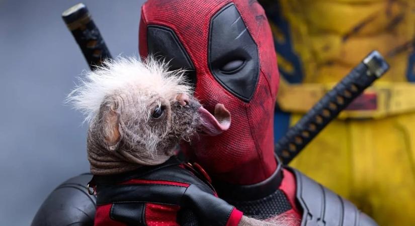 Nagy-Britannia legrondább kutyája lett az idei Deadpool mozi sztárja