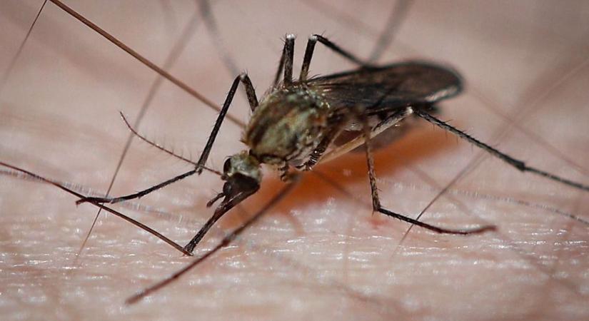 Egy pohárnyi vízben is több száz szúnyog fejlődhet – Így védekezzünk otthon ellenük