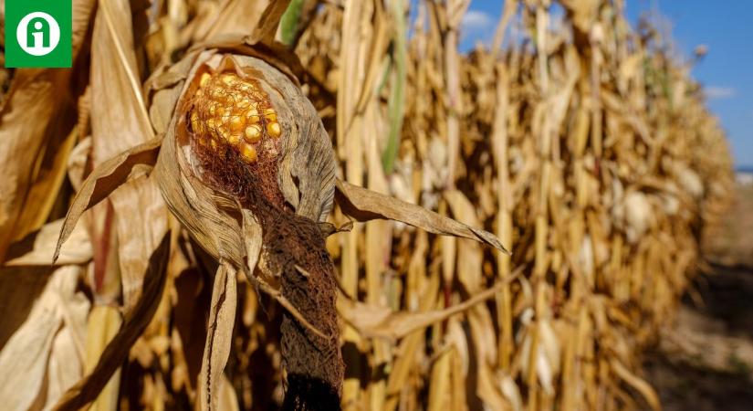 Kukoricatermés: hat év távlatában brutális a visszaesés