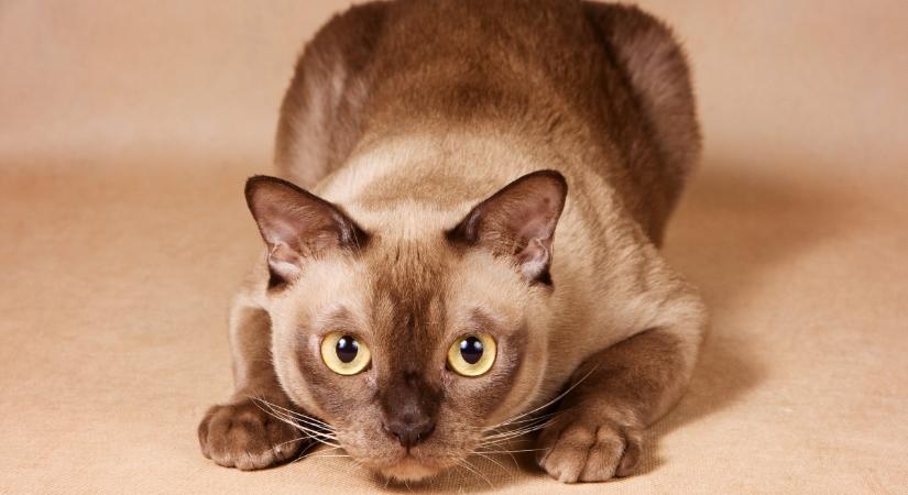 Mennyire ismered a burma macskát? – Kvíz