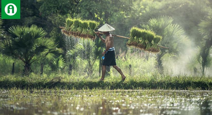 A metánkibocsátás csökken, a nyereség pedig nő – forradalmi ötlet a rizstermesztésben