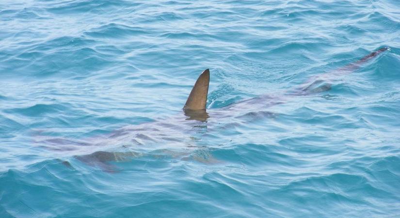 Újabb brutális cápatámadás történt, elvesztette a lábát a 23 éves férfi