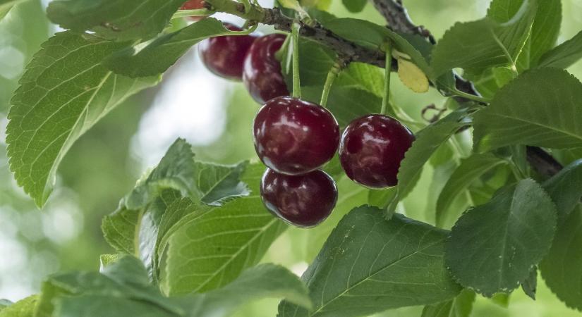 Meggy és cseresznye: már a jövő évi jó termés is veszélyben – Kertészeti növényvédelmi előrejelzés