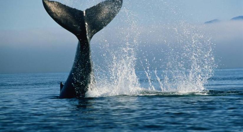 Felborított egy halászhajót a gigantikus bálna: döbbenetes videó készült az esetről