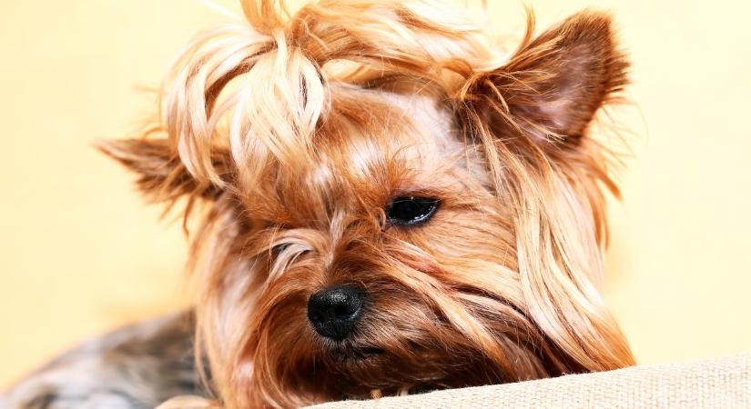 Kitört a botrány a sárvári kutyakiállításon: videóra vették, ahogy kutyáját veri egy tenyésztő