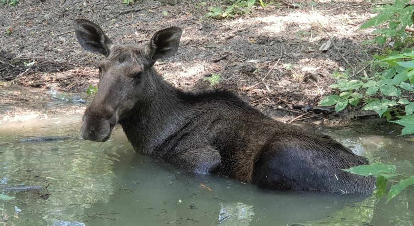 Így hűsölnek az állatok a Körösvölgyi állatparkban a nyári hőség idején