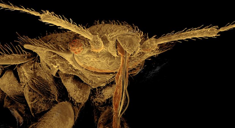 Rejtőzködő parazita leselkedik a gyanútlan magyarokra: így kerülheted el a fertőzést