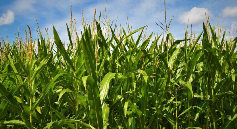Kukorica, napraforgó: hazavágta a hőség a hozamokat