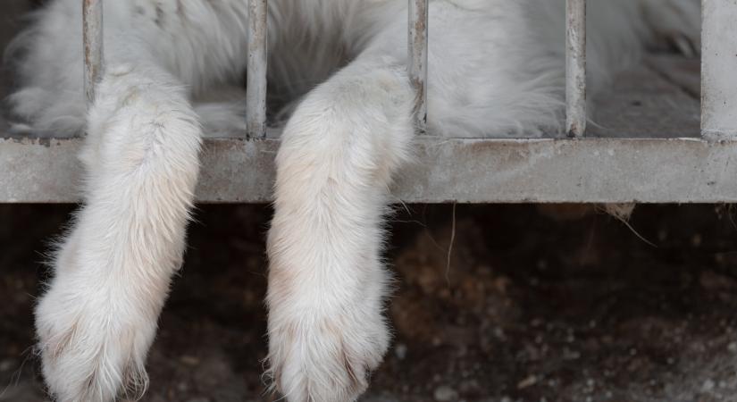 Több száz év börtönre ítélhetik az állatkínzó zoológust