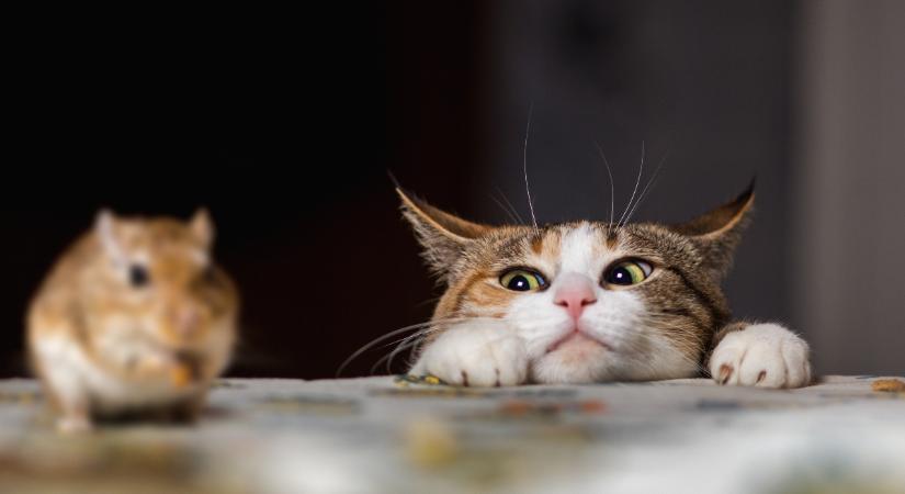 A házi macskák több mint 2000 állatfajra lehetnek hatással a viselkedésükkel