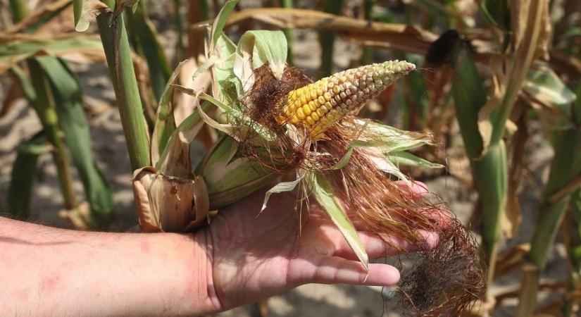Biztató kezdet után oda a kukoricatermés? Milliárdos kár érheti a gazdákat