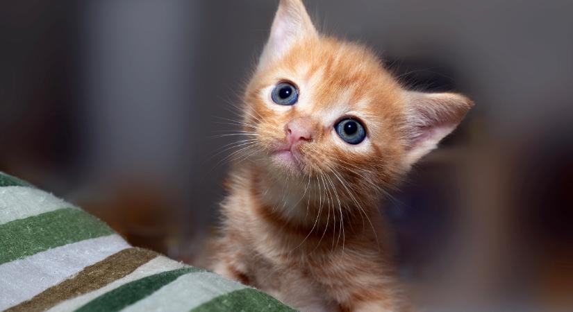 A hasmenés a kiscicák esetében komoly dolog: így reagálj rá